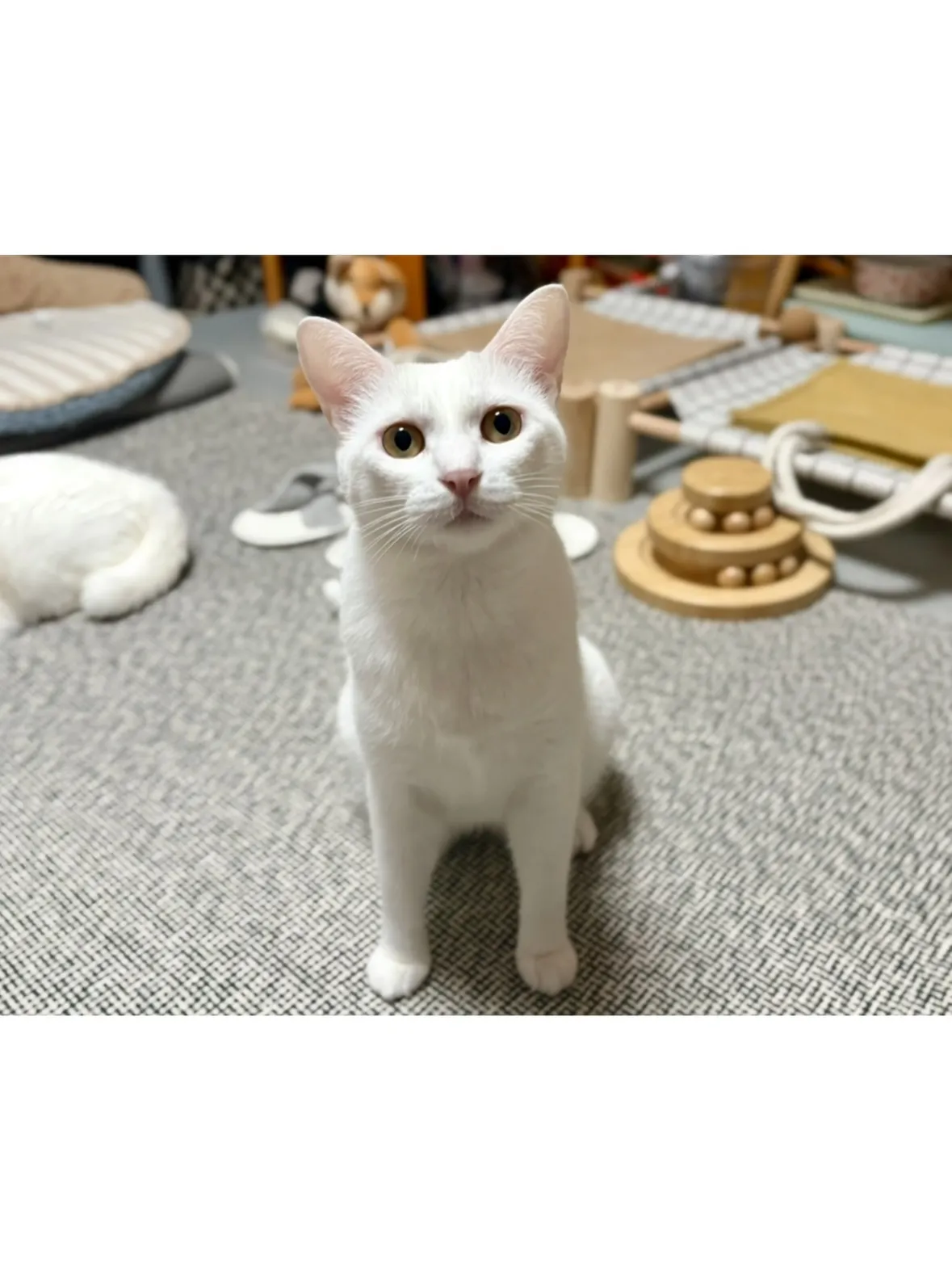 【神奈川区】双子の白猫ニャンズ🤍初めての長期お留守番！