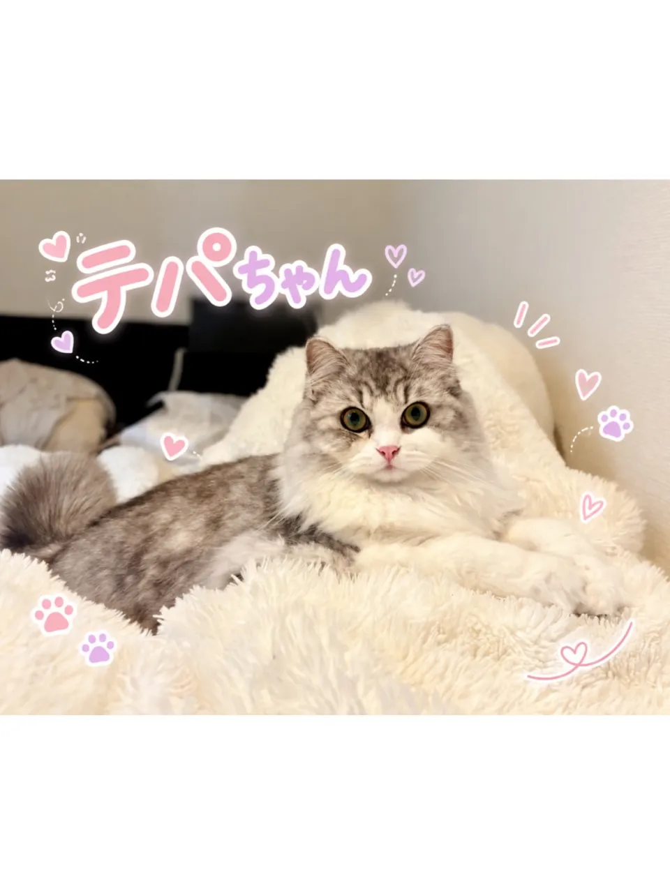 【南区】人見知りさんニャンコの大成長💓