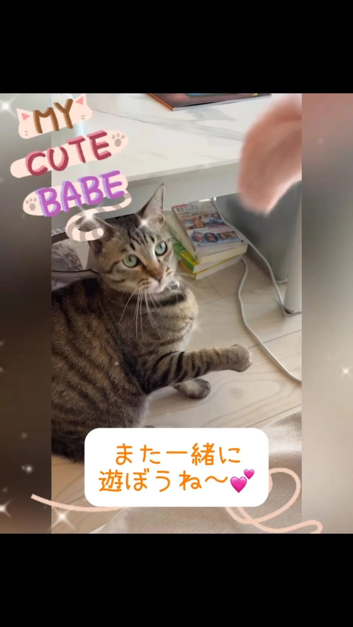【横浜市港北区】元外猫ちゃん達😸のシッティング！