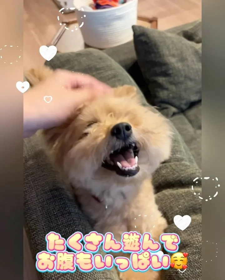 【横浜市港北区】天真爛漫ミックス犬ボーイのシッティング！🐶