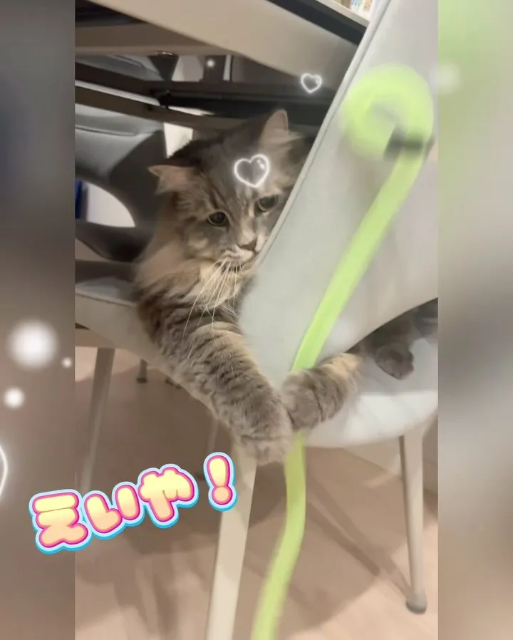 【港北区】ふわふわ&エレガントな王子様👑猫ちゃん🐱のシッティ...