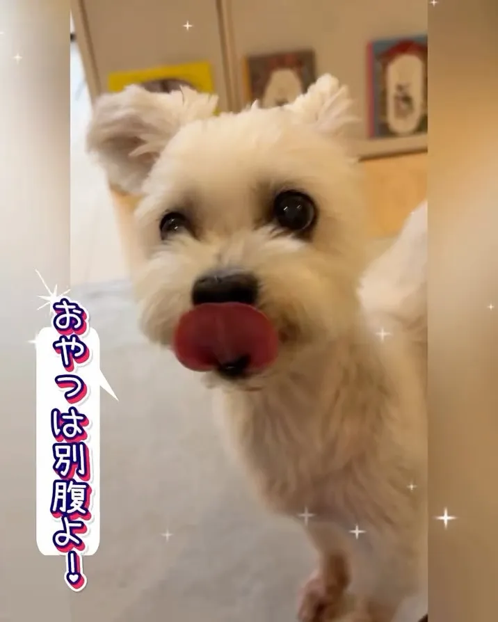 【南区】ペットホテルに苦手意識😢繊細レディちゃん🐶の初めてシ...