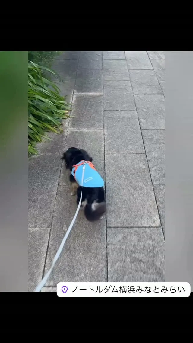 【リングドッグ💍】とっても優しいミニチュアダックスちゃん🐶の...